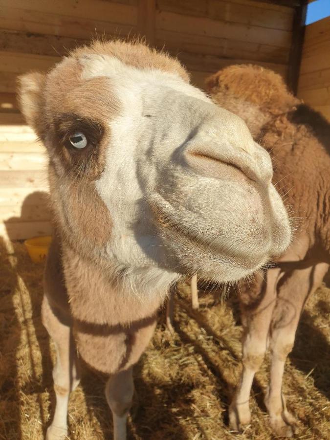 فيلا Ferme De Chiuni Cargèse المظهر الخارجي الصورة