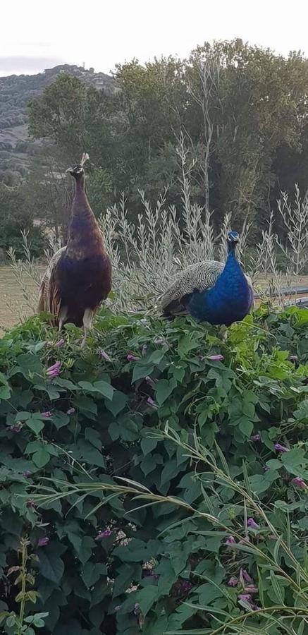 فيلا Ferme De Chiuni Cargèse المظهر الخارجي الصورة